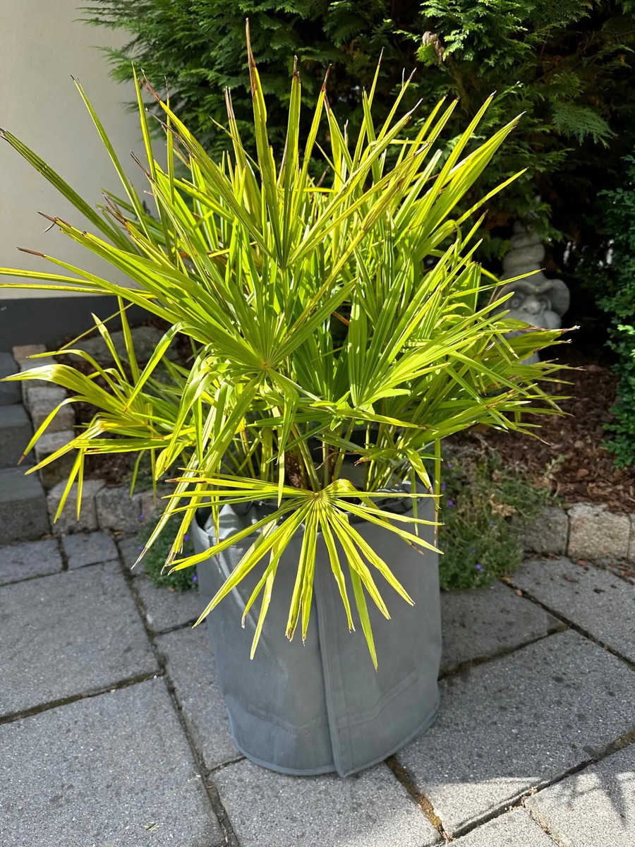 Bild 1 von Kältetopfschutz Ø 50 cm x H. 70 cm grau