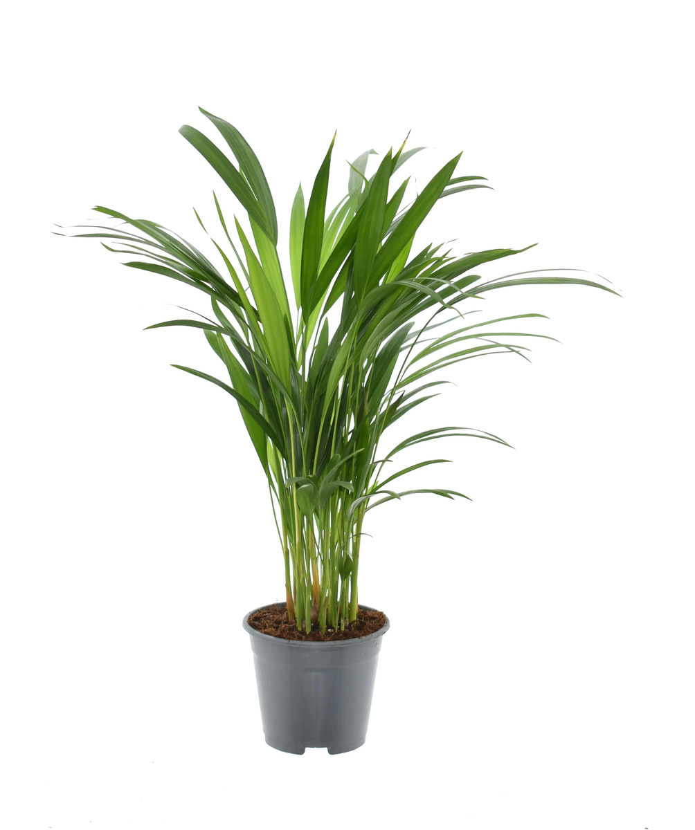 Exotische Grünpflanzen 30 - 55 cm hoch 14 cm Topf von Globus Baumarkt ...