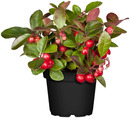 Bild 1 von Scheinbeere Gaultheria Procumbens 11,5 cm Topf