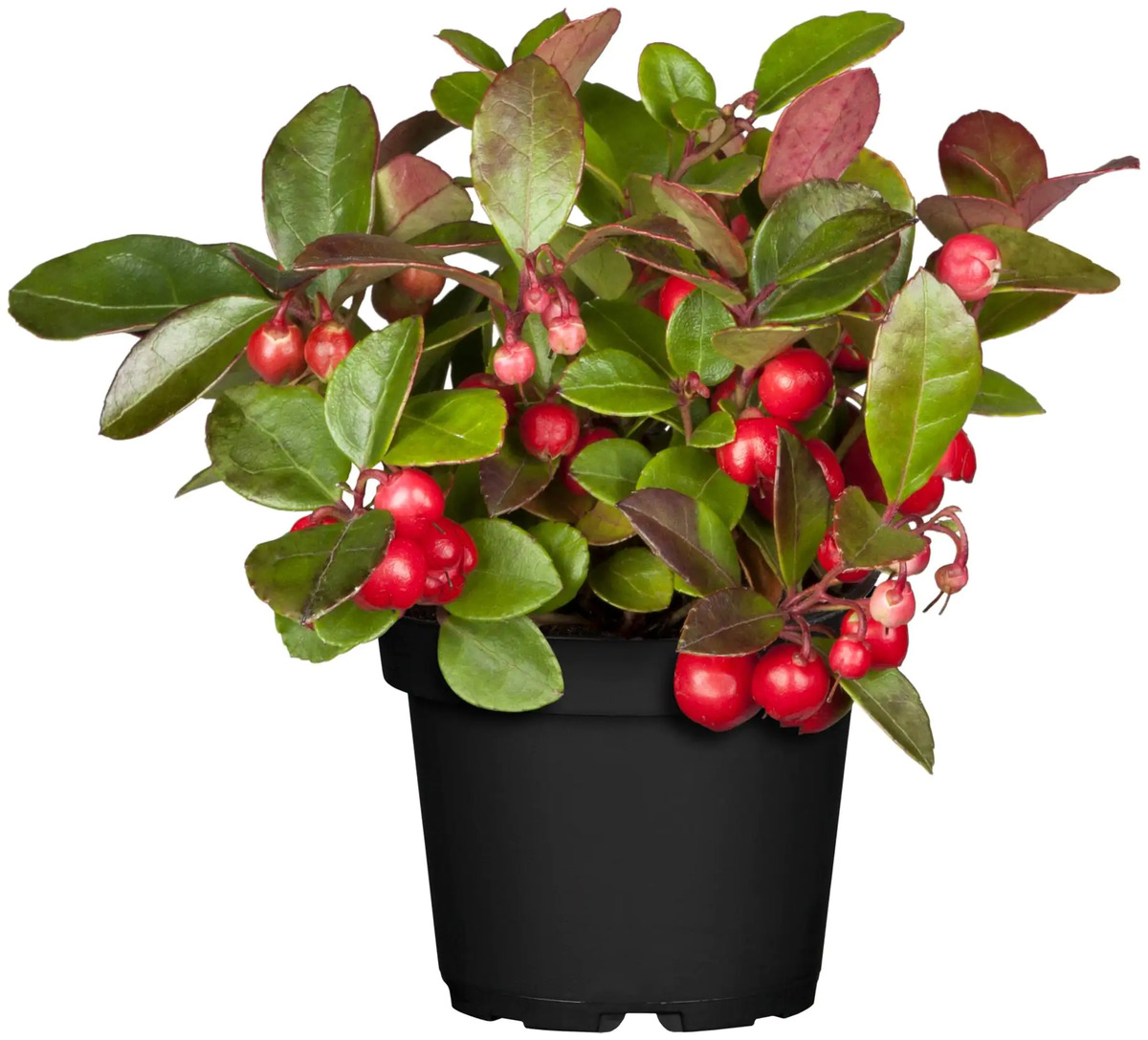 Bild 1 von Scheinbeere Gaultheria Procumbens 11,5 cm Topf