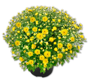 Chrysanthemenbusch*