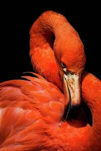 Kollektion Wiedemann Bild &quot;FLAMINGO&quot;,...