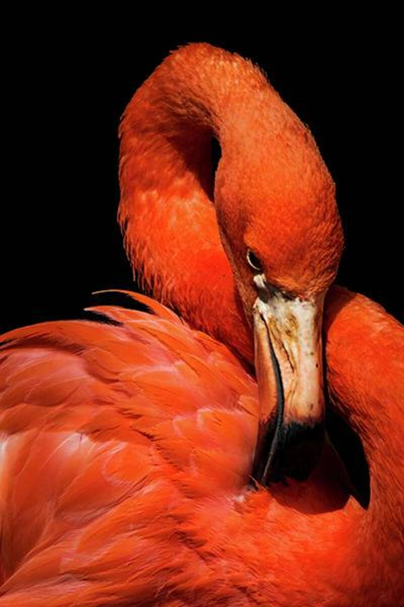 Bild 1 von Kollektion Wiedemann Bild "FLAMINGO",...