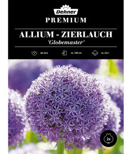 Dehner Blumenzwiebel Zierlauch-Allium 'Globemaster'