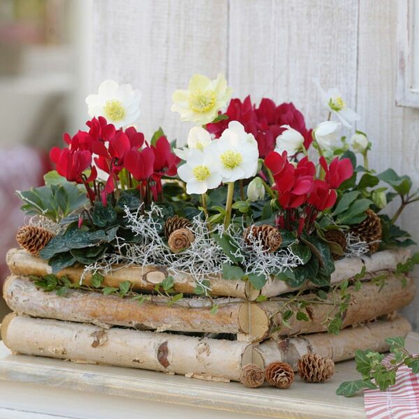 Balkonblumen "Winterliche Kontraste", 6 Pflanzen ansehen!