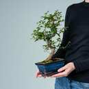 Bild 1 von Zelkove Bonsai 'Traditional'