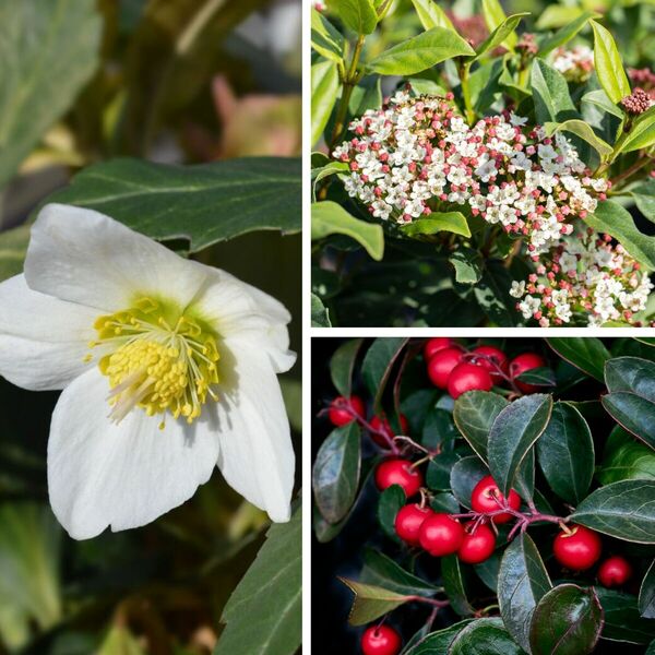 Bild 1 von Balkonpflanzen "Schneeblüten umhüllt von roten Beeren", 6 Pflanzen