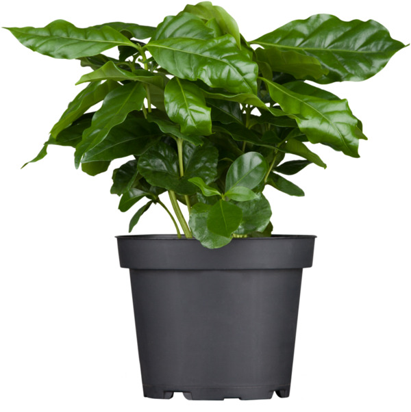 Bild 1 von Kaffeepflanze