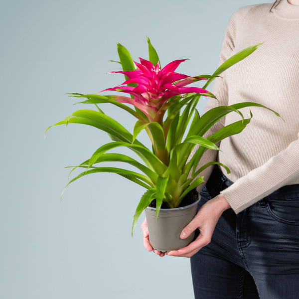 Bild 1 von Guzmania 'Deseo Pink'