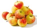 Bild 1 von GO Regio Äpfel „Elstar“, 2 kg