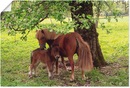 Bild 1 von Artland Wandbild "Pony - Mutterglück", Haustiere, (1 St.), als Alubild, Leinwandbild, Wandaufkleber oder Poster in versch. Größen