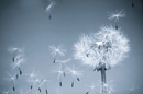 Bild 1 von Papermoon Fototapete "Dandelion in the Wind"
