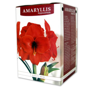 Amaryllis*