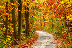 Papermoon Fototapete "Pathway in Colorful Autumn Forest"