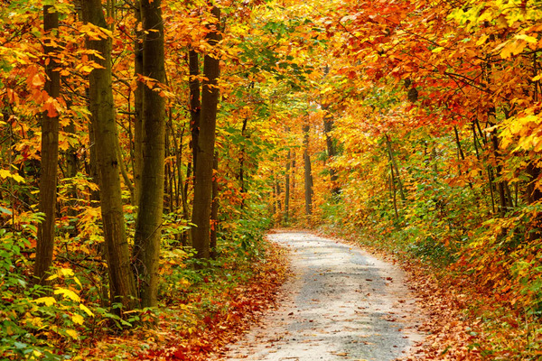 Bild 1 von Papermoon Fototapete "Pathway in Colorful Autumn Forest"