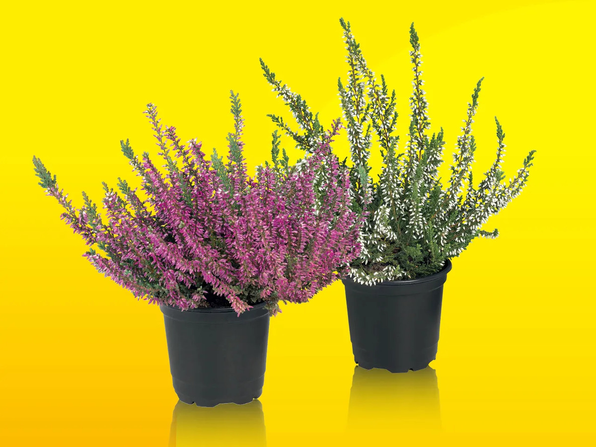 Heidekraut (Calluna vulgaris), Topf von Lidl ansehen!