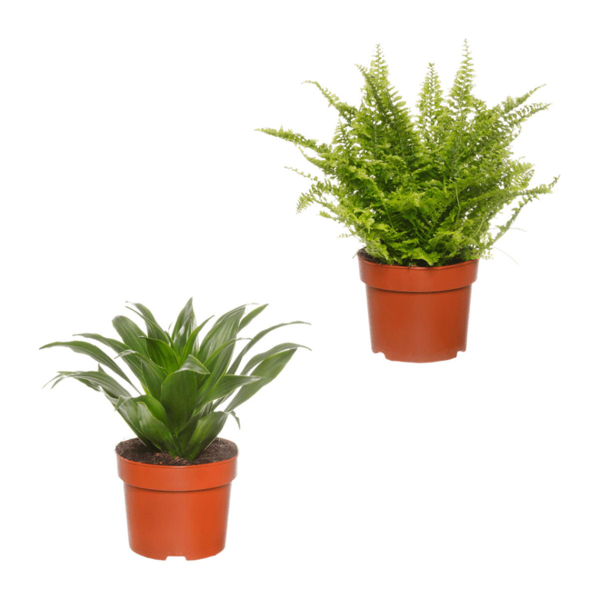 Bild 1 von GARDENLINE Grünpflanze