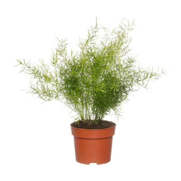 Bild 2 von GARDENLINE Grünpflanze