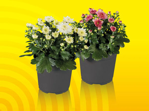 Chrysanthemen, 
         Topf