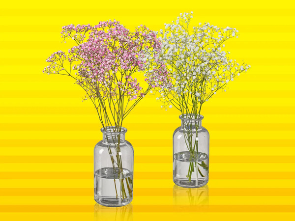 Bild 1 von Schleierkraut (Gypsophila), 
         Bund