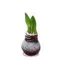 Bild 1 von GARDENLINE Amaryllis in Wachs