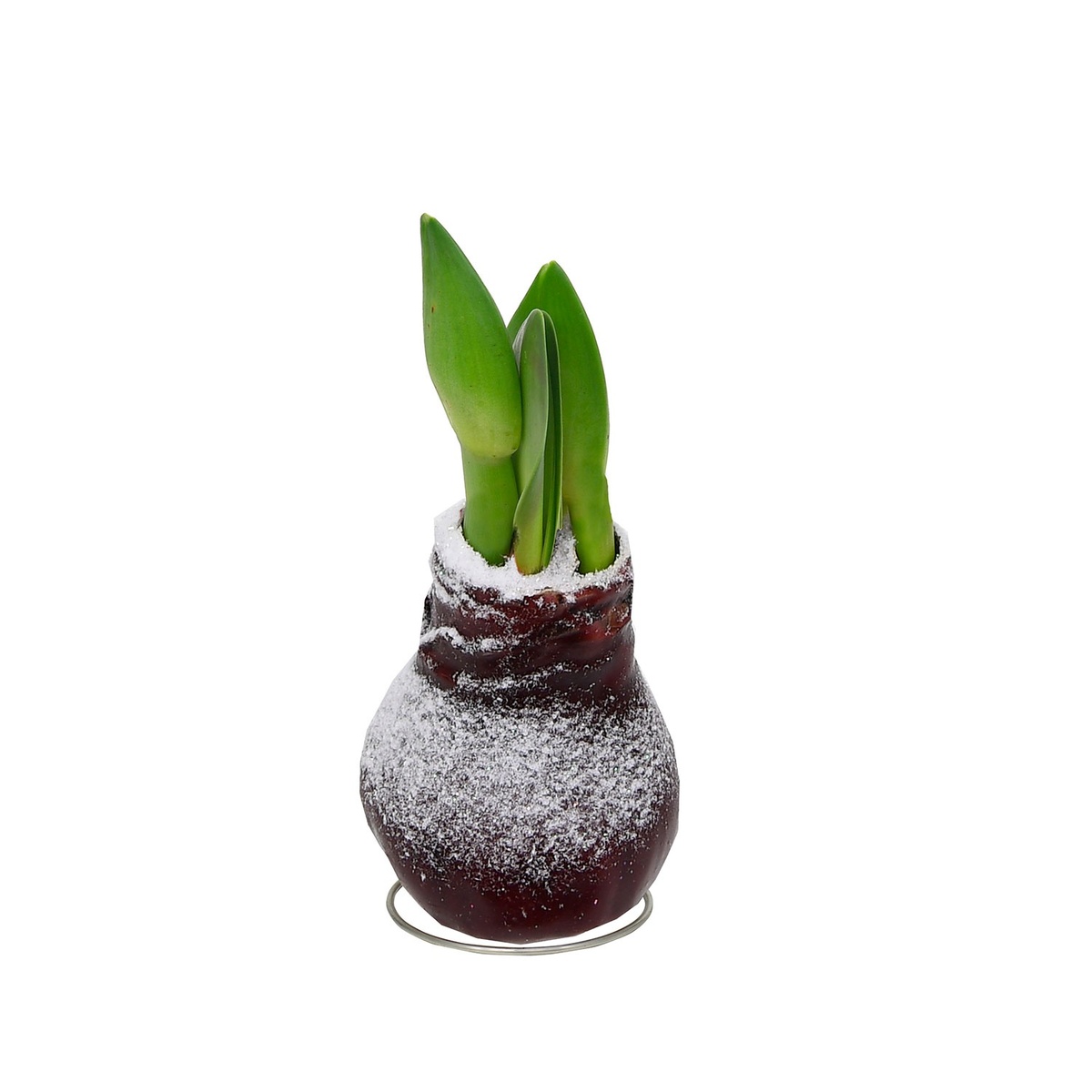 Bild 1 von GARDENLINE Amaryllis in Wachs