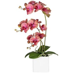 Orchidee dunkelrosa, ca. 55 cm