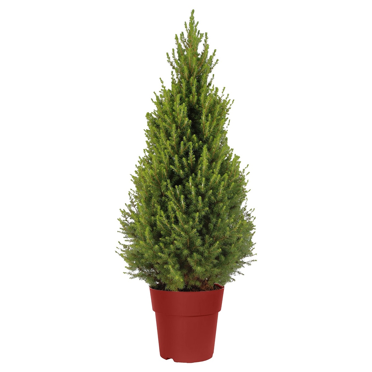 Bild 3 von GARDENLINE XL-Zuckerhutfichte