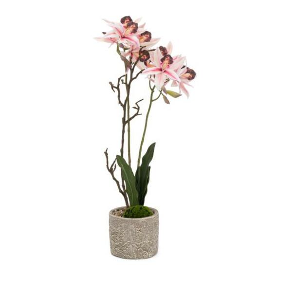 Bild 1 von Orchidee rosa im Topf grau 55/11,5x9,5