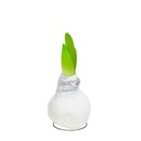 Bild 2 von GARDENLINE Amaryllis in Wachs