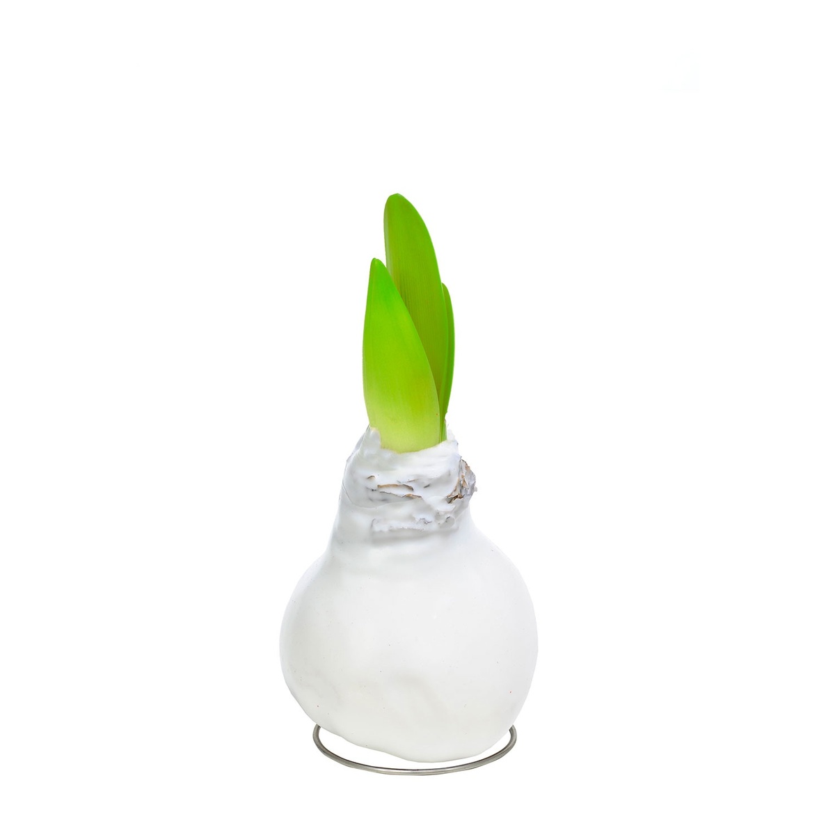 Bild 2 von GARDENLINE Amaryllis in Wachs