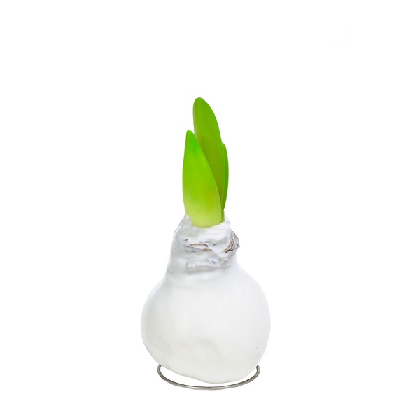 Bild 2 von GARDENLINE Amaryllis in Wachs