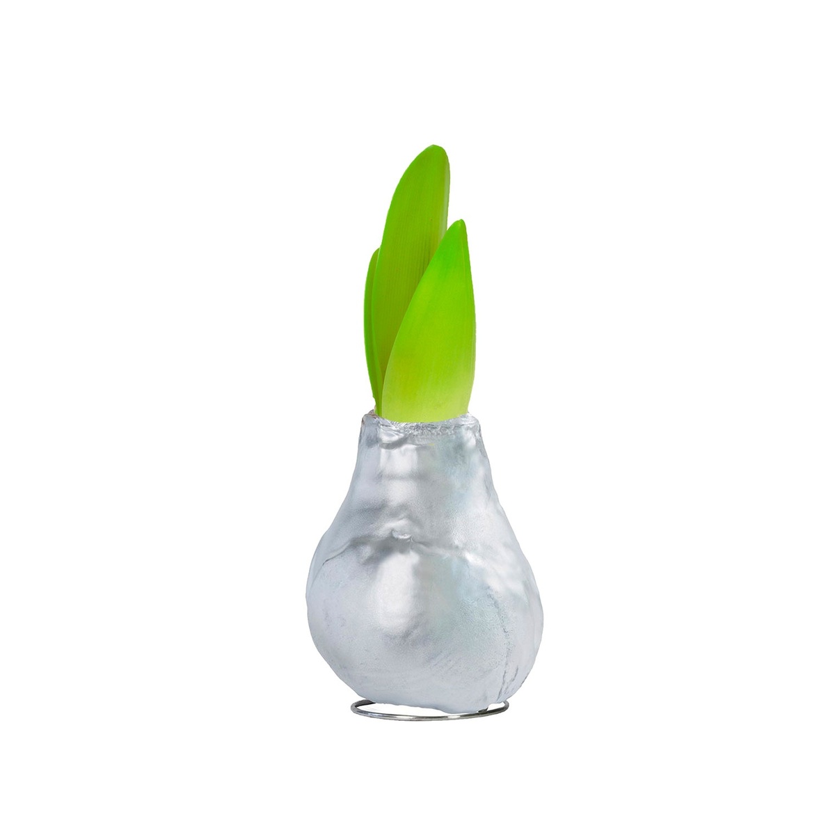 Bild 4 von GARDENLINE Amaryllis in Wachs