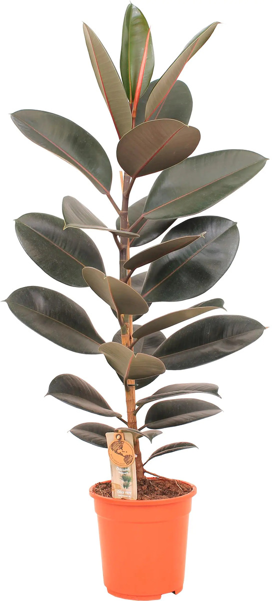 Gummibaum Ficus Elastica H ca 80 cm 21 cm Topf von Globus Baumarkt ansehen!
