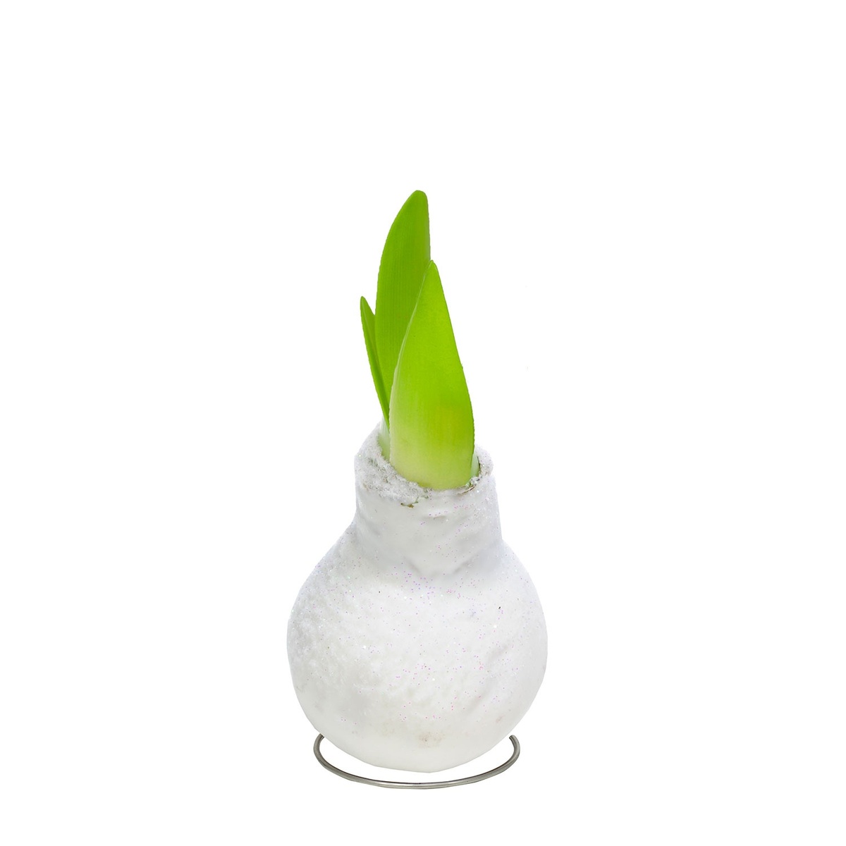 Bild 3 von GARDENLINE Amaryllis in Wachs
