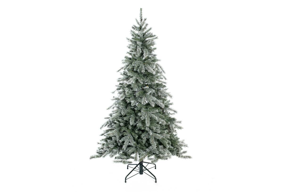 Bild 1 von Evergreen Weihnachtsbaum Fichte Frost 180 cm