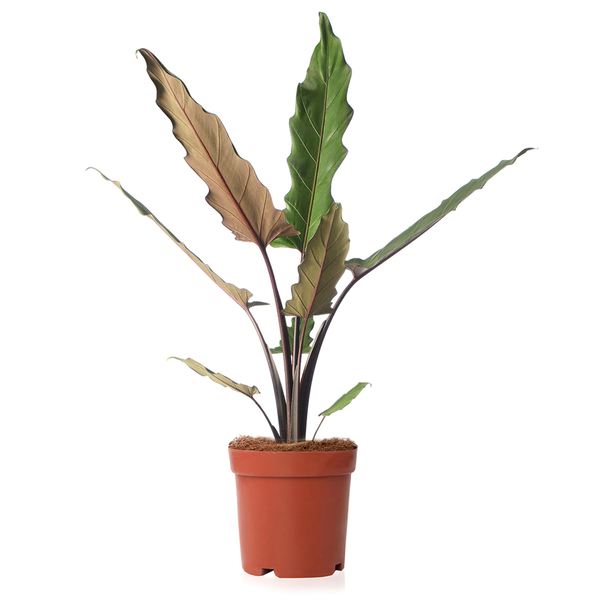 Bild 1 von Zimmerpflanze Alocasia lauterbachiana