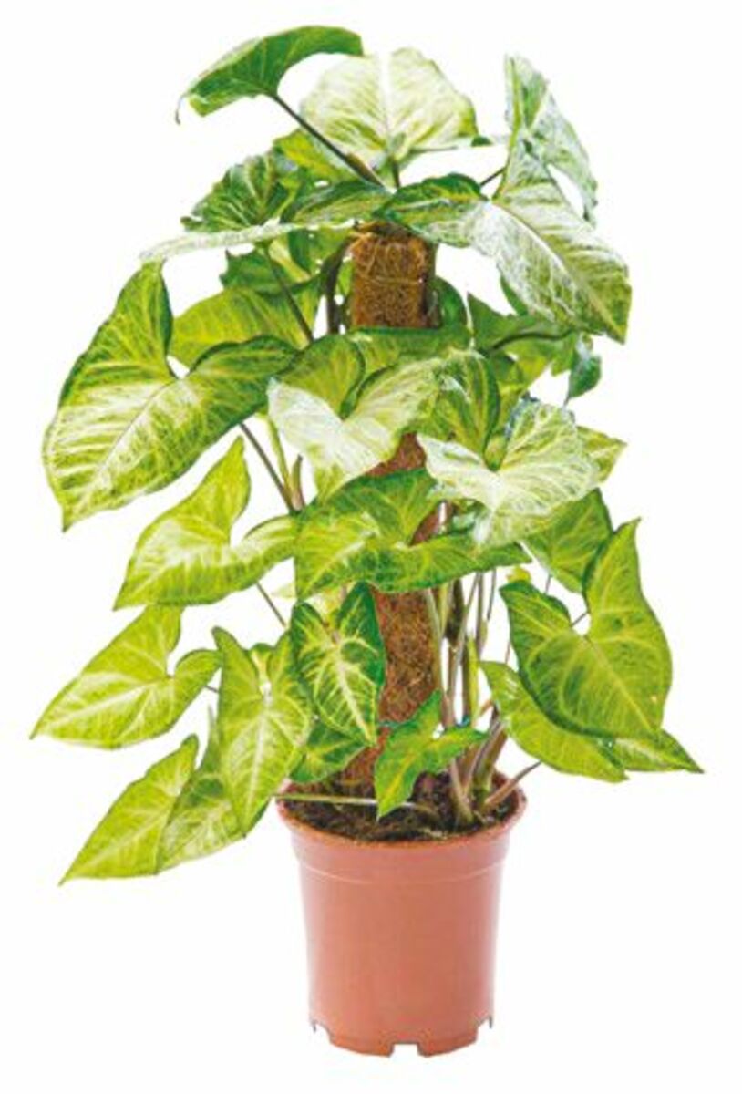 Bild 1 von Grünpflanze auf Moosstab