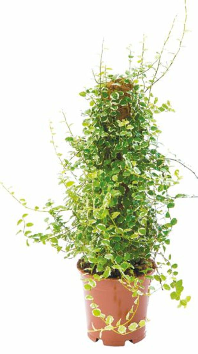 Bild 2 von Grünpflanze auf Moosstab