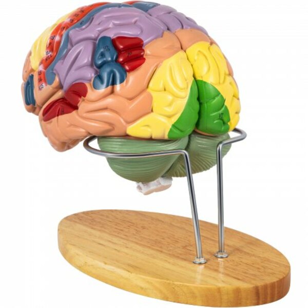 Bild 1 von VEVOR menschliches Gehirn Modell PVC anatomisches Gehirnmodell 22×17×16cm Gehirnmodell in 4 Teile zerlegbar ideal zum Lehren und Lernen der Gehirnstruktur und der anatomischen Neurowissenschaften