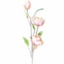 Bild 1 von Magnolie mit 3 Blüten rosa 65cm