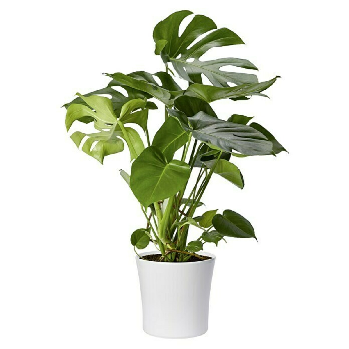 Bild 4 von SK Übertopf rund Tahiti