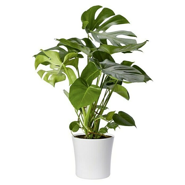 Bild 4 von SK Übertopf rund Tahiti