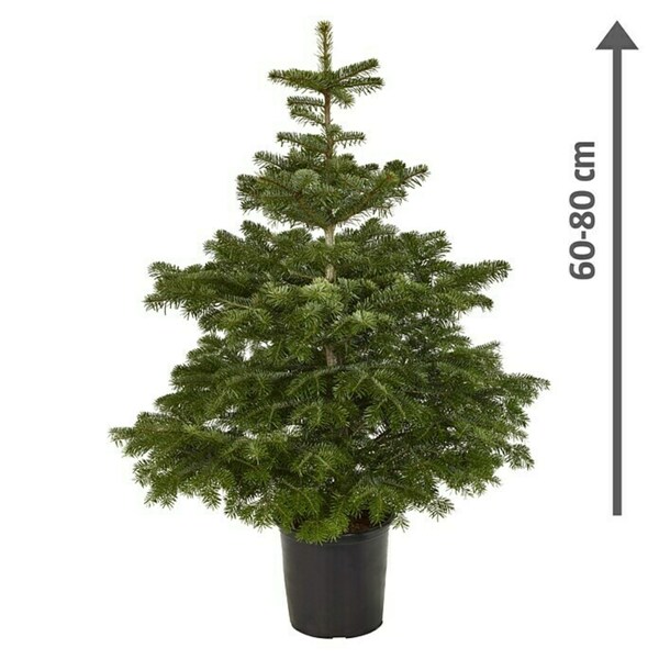 Bild 2 von Piardino Nordmanntanne