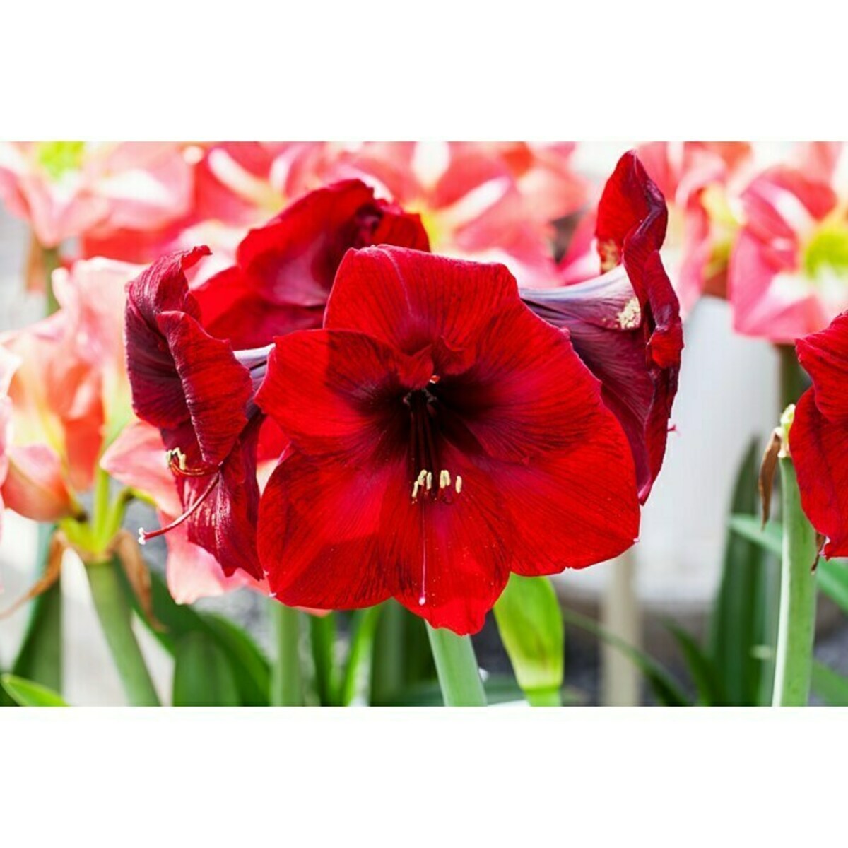 Bild 1 von Piardino Amaryllis