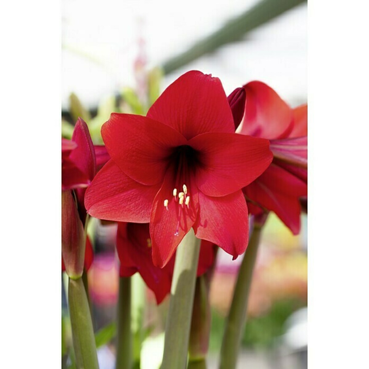 Bild 4 von Piardino Amaryllis