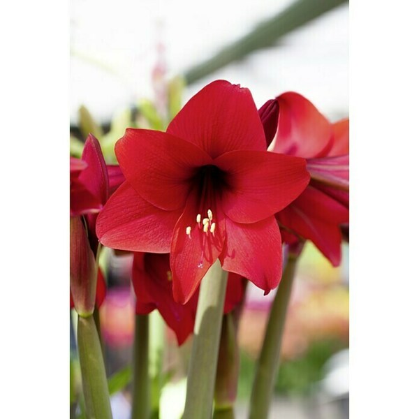 Bild 4 von Piardino Amaryllis