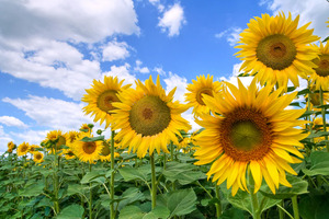 Papermoon Fototapete "Sunflower Field"