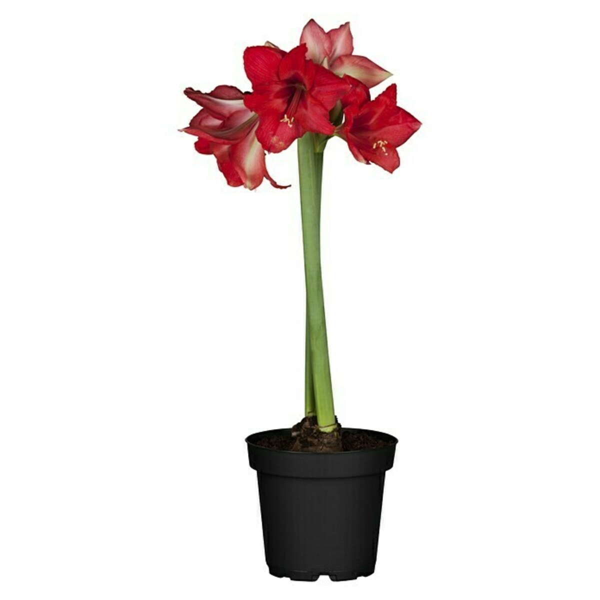 Bild 1 von Piardino Amaryllis