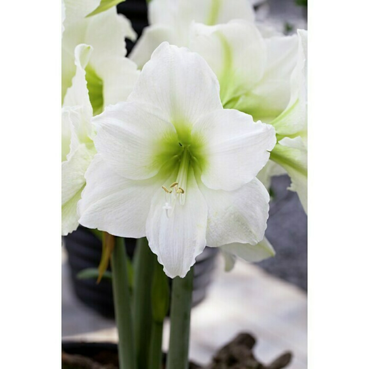Bild 4 von Piardino Amaryllis